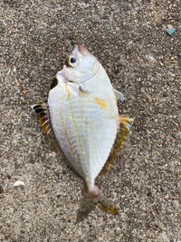 この魚なんですか 食べれますか 漁港で釣れました ヒイラギです Yahoo 知恵袋