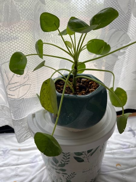 観葉植物ピレアペペロミオイデスパンケーキプランツ1週間ほど前に購入