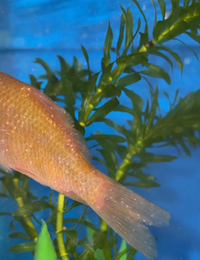 初めて質問させていただきます 金魚を初めて飼うので手探りで検索しなが Yahoo 知恵袋
