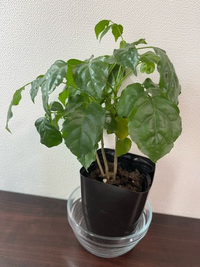 この植物の名前を教えてください ダイソーで購入したものです コーヒーの木 Yahoo 知恵袋