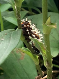 この毛虫の名前はなんでしょうか 草にくっついてて体長は10センチ前後 オレンジ Yahoo 知恵袋