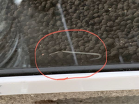 閲覧ありがとうございます メダカの水槽にこやつがまあまあな数で発生しています Yahoo 知恵袋