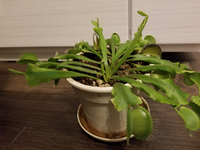 ハエトリグサを置くと 室内の小バエはいなくなりますか ハエト Yahoo 知恵袋