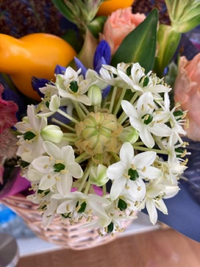 この花の名前を教えてください よろしくお願いします オーニソガラムの一種 Yahoo 知恵袋