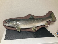 この剥製は知人から譲り受けた物なのですが アメマスかエゾイワナのどちらでしょう Yahoo 知恵袋