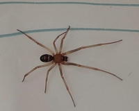 写真あり このクモはなんて名前なのでしょうか 家の中にいました 足 Yahoo 知恵袋