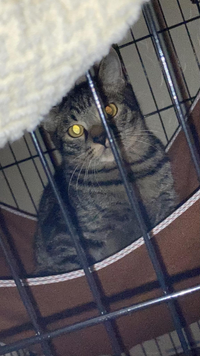 子猫物語って言う映画見ました 内容酷くないですか 子猫が川に Yahoo 知恵袋
