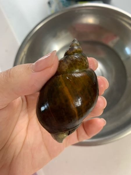 釣りでとってきた貝がバイ貝だと思ったら違う様な気がします 詳しい方教えてくださ Yahoo 知恵袋