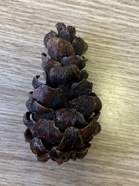 この松ぼっくりの種類を教えて頂けますか Yahoo 知恵袋