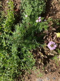 この花ひなんと言う花ですか 宿根バーベナ の一種です Yahoo 知恵袋