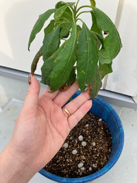 アボカドの種を水耕栽培から始め 今ここまで大きくなりましたが ここまで育ったか Yahoo 知恵袋