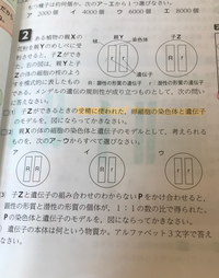 理科の花のつくりと働きで双子葉類単子葉類合弁花離弁花でテストとかに出そうな花を Yahoo 知恵袋