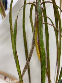 観葉植物の病気について名前もわからない観葉植物です 無知ですいません Yahoo 知恵袋