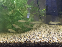 桃山台 千里中央あたりにメダカや金魚などの魚が購入できるショップはありますか Yahoo 知恵袋