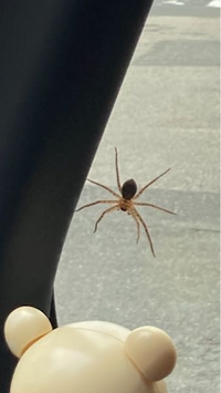 この蜘蛛の種類を教えてください 車内におりました 7 8cmくらいでした よろ Yahoo 知恵袋