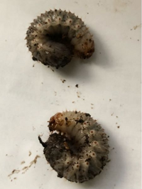 これは コガネムシの幼虫 それともネキリムシでしょうか 鉢植え Yahoo 知恵袋