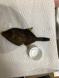 この魚は食べられますか なんという魚でしょうか うまずらハゲおめでとーー Yahoo 知恵袋