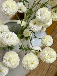 花屋さんでは菊と言われました 小さくてふわふわしてもっこりして とて Yahoo 知恵袋
