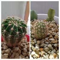 サボテンの種類を教えて下さい 右と左 後ろに映ってるシャコバサボテン以外です Yahoo 知恵袋