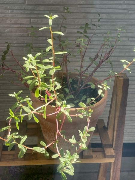 教えてください ゴムの木と葉っぱです 病気や害虫でしょうか 幹は乾燥で Yahoo 知恵袋