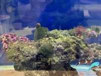 海水水槽のライブロックに発生しているコケや海藻について 写真のライブロッ Yahoo 知恵袋