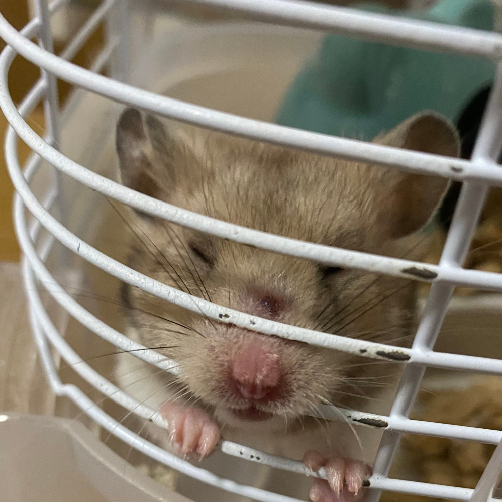 ペット 投票受付中の質問 Yahoo 知恵袋