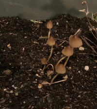 プランターの土にキノコ ベランダ菜園をしています プランターの土に シメ Yahoo 知恵袋