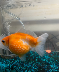 金魚の背びれが赤くなっています 赤班病でしょうか 身体にも何ヵ所か赤くなってい Yahoo 知恵袋