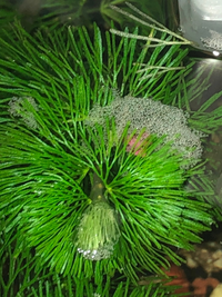 水槽の卵です 水槽にはフナ メダカ タナゴ エビ 石巻貝がいます 石巻貝の卵か Yahoo 知恵袋