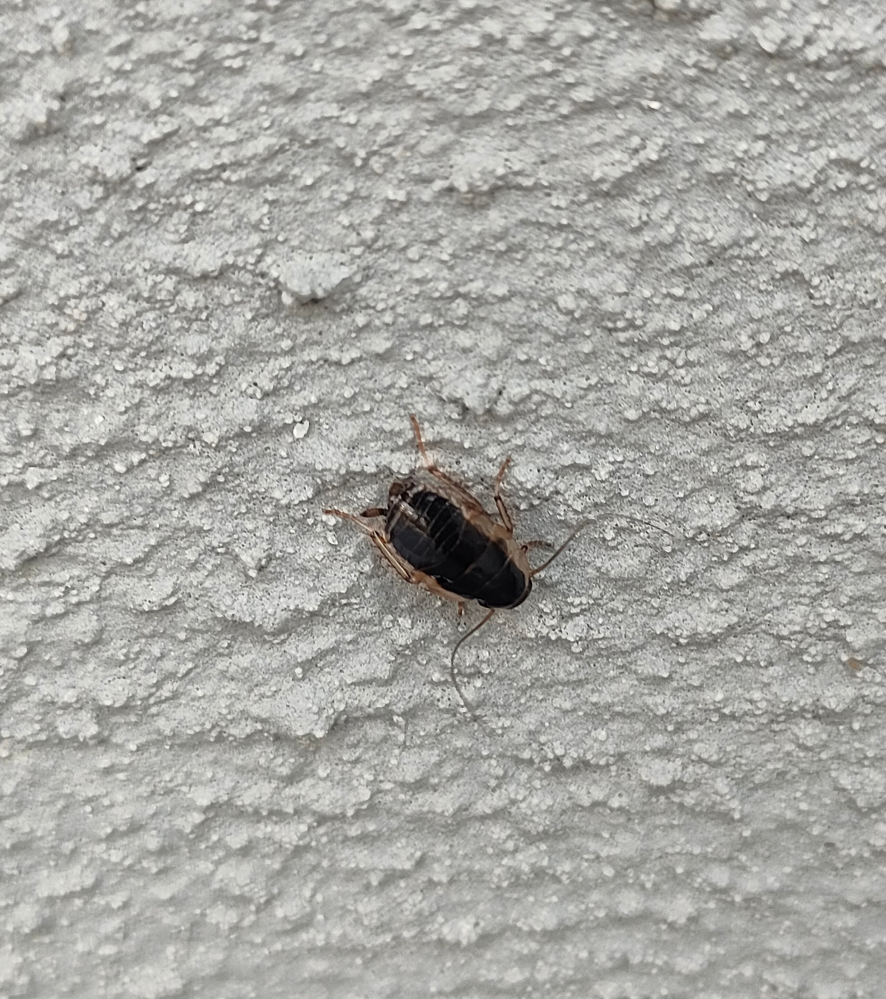 Pk1iud2ogephvm