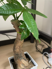 パキラの葉っぱがやられてしまいました1週間ぐらい前に初めての観葉植物をお店で買 Yahoo 知恵袋