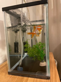 いつもありがとうございます 金魚のことについてです 水槽にヒーターを Yahoo 知恵袋