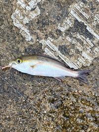 １０月初旬 旅行で三重県の渡鹿野島に行きます 旅行先で魚釣りをした Yahoo 知恵袋