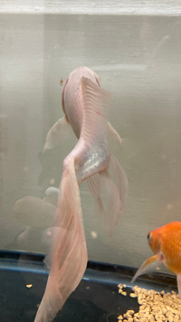 金魚の水槽ですが上部フィルターやエアレーションは何時間位止めても大丈夫 Yahoo 知恵袋