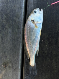 この魚の名前を教えてください よろしくお願い申し上げます 正式名はシログ Yahoo 知恵袋