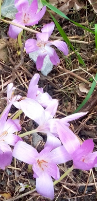 このベロベロ とした不気味な花はなんという花なんでしょうか コルチカム Yahoo 知恵袋