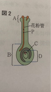 中学理科 生物で 精細胞はいくつですか の問題の答えは必ず2つでしょうか なぜ Yahoo 知恵袋