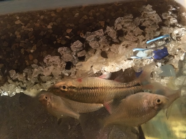 この川魚（モツゴ？クチボソ？）は赤斑病でしょうか？タナゴなど複数匹の... - Yahoo!知恵袋