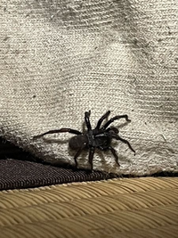 これって何蜘蛛かわかる方いらっしゃいませんか 家の中にいて 5センチ Yahoo 知恵袋