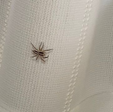 昆虫 解決済みの質問 Yahoo 知恵袋