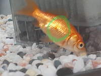 赤班病でしょうか 金魚飼育初心者です 助けて頂けると嬉しいです 本日 写真のよ Yahoo 知恵袋