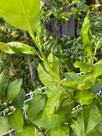 レモンの木これは病気でしょうか 今年の初夏よりレモンを育て始めました Yahoo 知恵袋