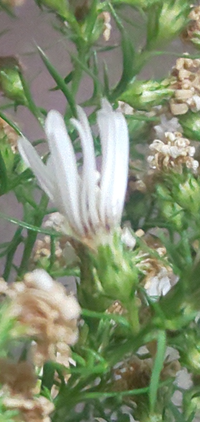 この白くて小さい花の名前が分かりません 分かる方いませんか 葉の様子から Yahoo 知恵袋