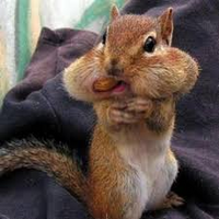 面白くて可愛い動物の画像沢山探してます 動物の種類は問いません よろしくお願い Yahoo 知恵袋