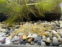 スジエビについて 写真の個体が最近 元気がなく弱々しいです 腰 も他 Yahoo 知恵袋