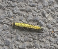 この毛虫は何ですか 東京八王子でみつけました フクラスズメとい Yahoo 知恵袋