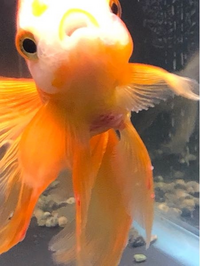金魚が昨日から沈んで底でじっとしてばかりいます 元々食後浮く転覆だったので Yahoo 知恵袋