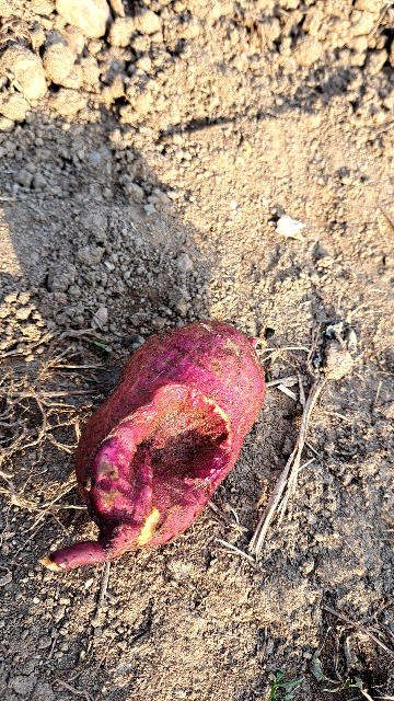 じゃがいもの挿し木に バラしか出てこないけど 他の植物では挿 Yahoo 知恵袋