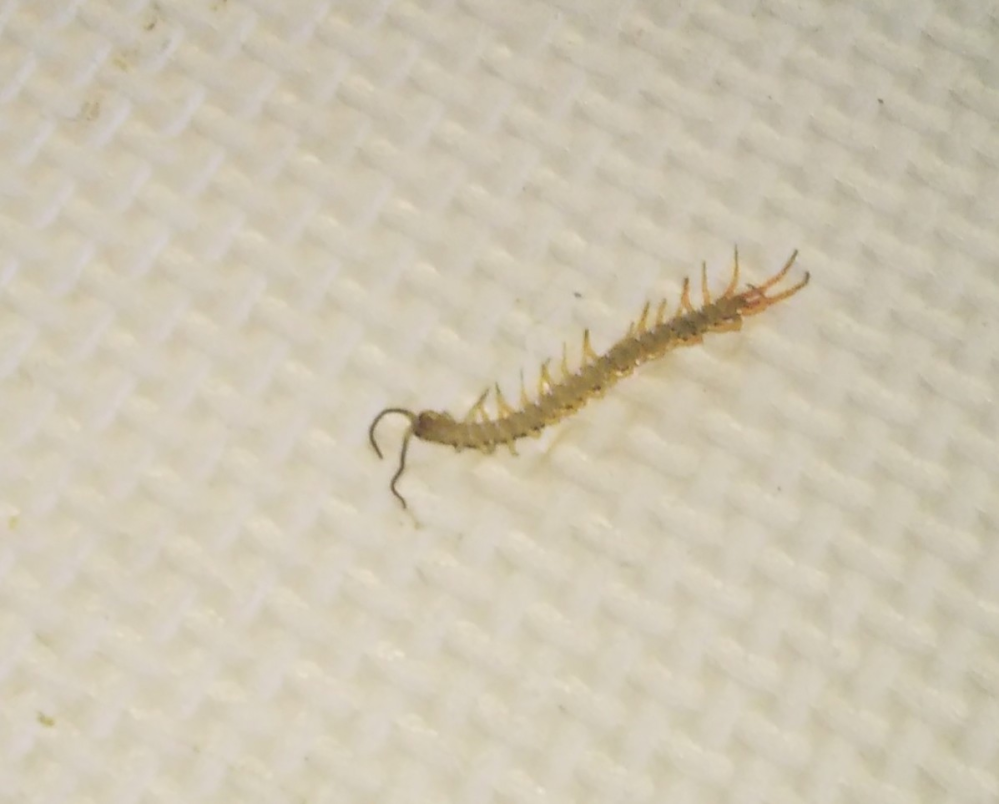 ひっくり返っています 死んでいますよね これってムカデですか ムカデです Yahoo 知恵袋
