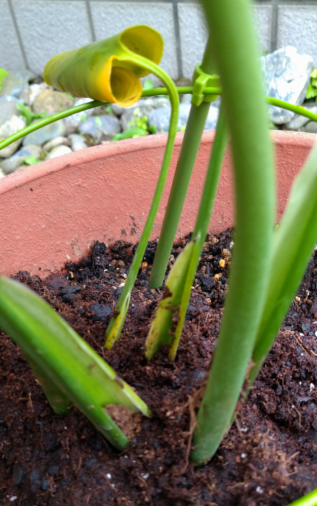 モンステラを植え替えしたら、2株あったう1株は腐りました。写真